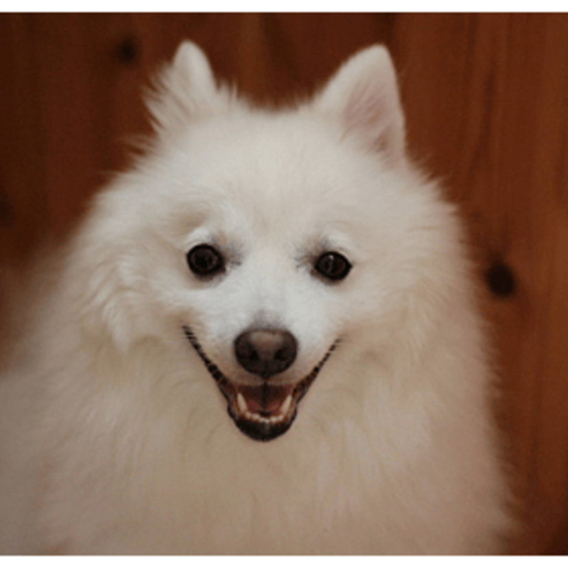 小うるさいスピッツ（犬）は今何処へ？！