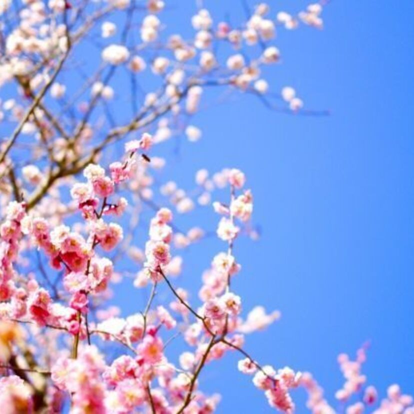 種のサイクルを表す「春夏秋冬」は、私たちがいかに農作とともに人生を歩んできたか、が分かる言葉。