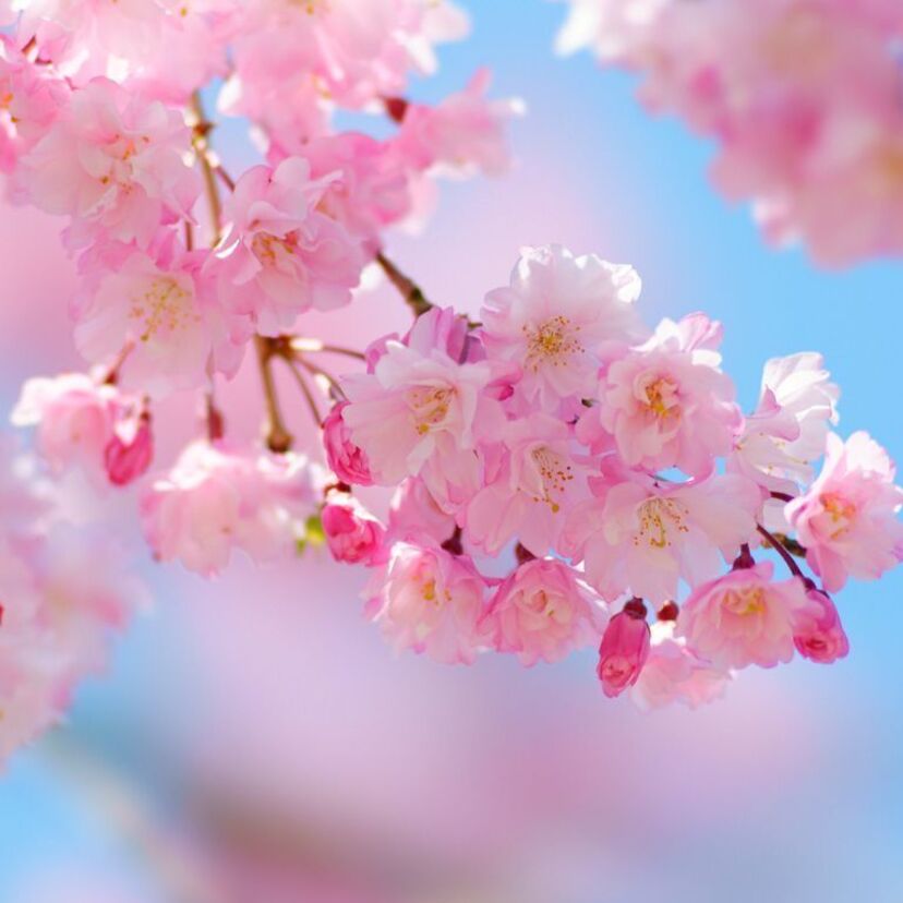 花見シーズンもそろそろ！「桜×宴」スタイルが定着していった過程について。