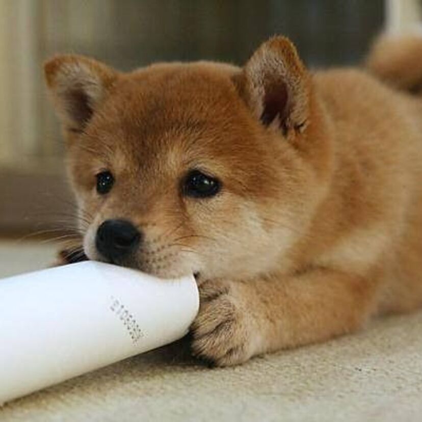 時代とともに変わっていく人気のペット犬たち【ペット犬は大切な家族の一員】