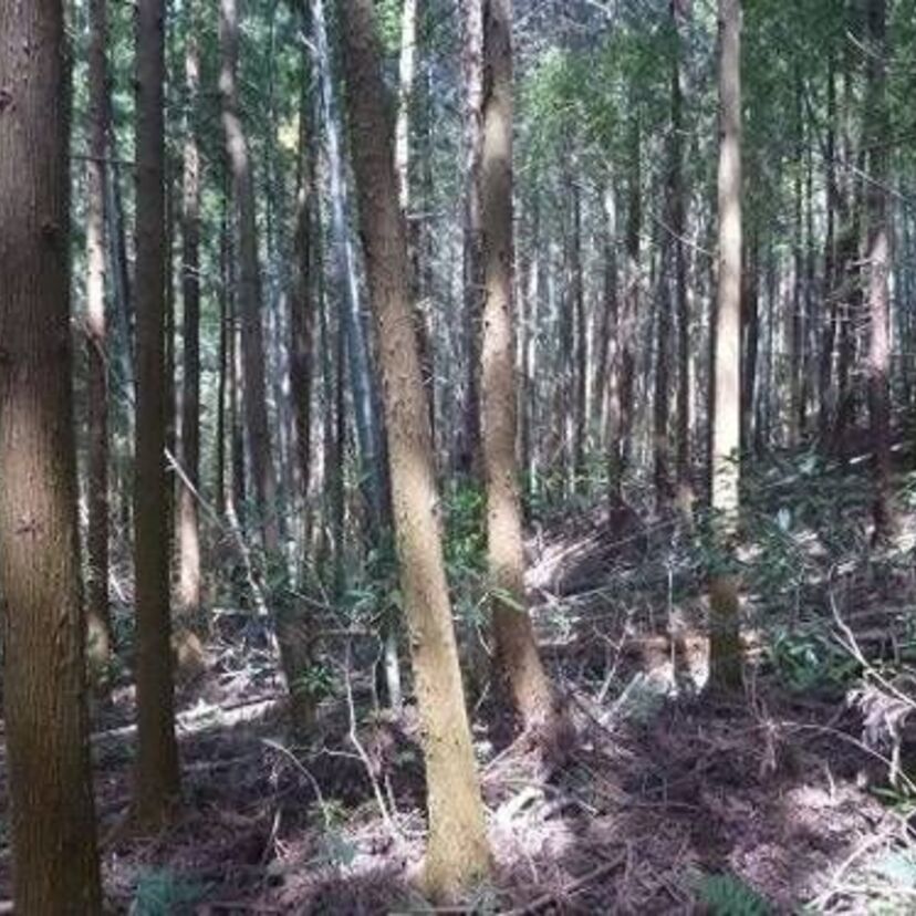 大量殺人が発生？地図から消された『杉沢村』TVアンビリバボーで扱われ噂が拡大した