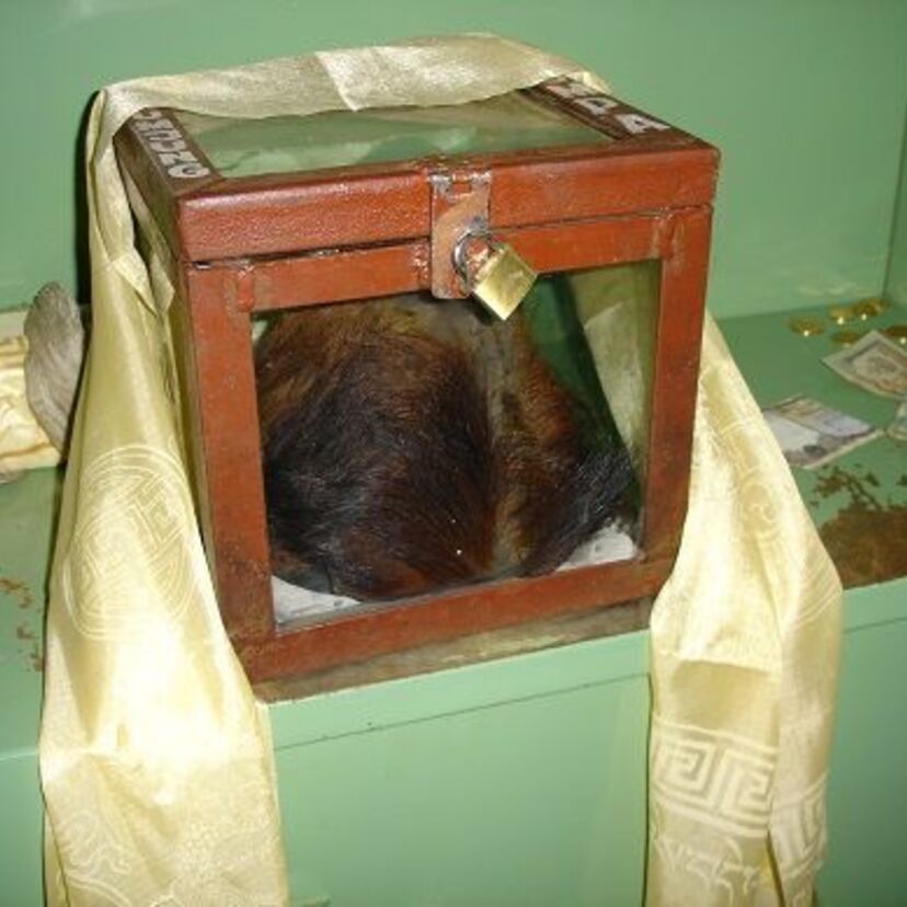 子供の頃夢中になった未確認動物！ヒマラヤの「イエティ」の正体がついに特定される！！