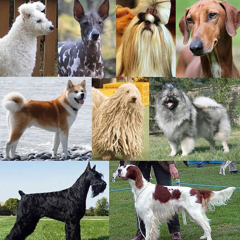 【1950年代】年代別に見る人気があった犬種、あなたはどの犬が懐かしいですか？