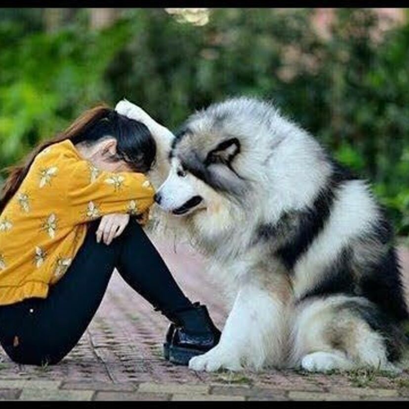 【1960～70年代】年代別に見る人気があった犬種、あなたはどの犬が懐かしいですか？
