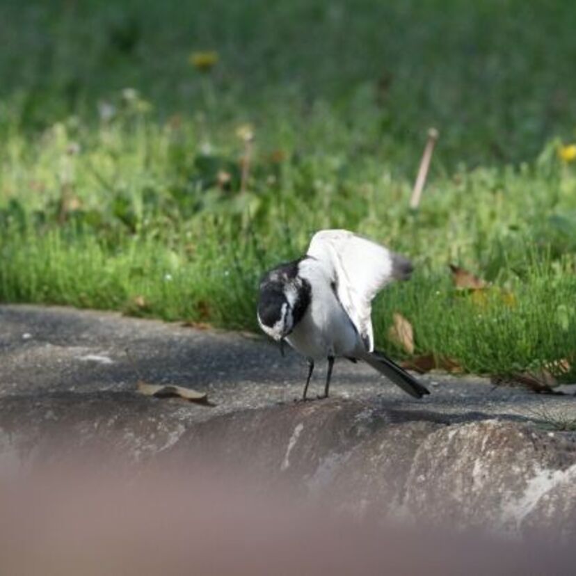 神様に性交渉のノウハウを教えた鳥が私たちの身近に今もいます。それは…？
