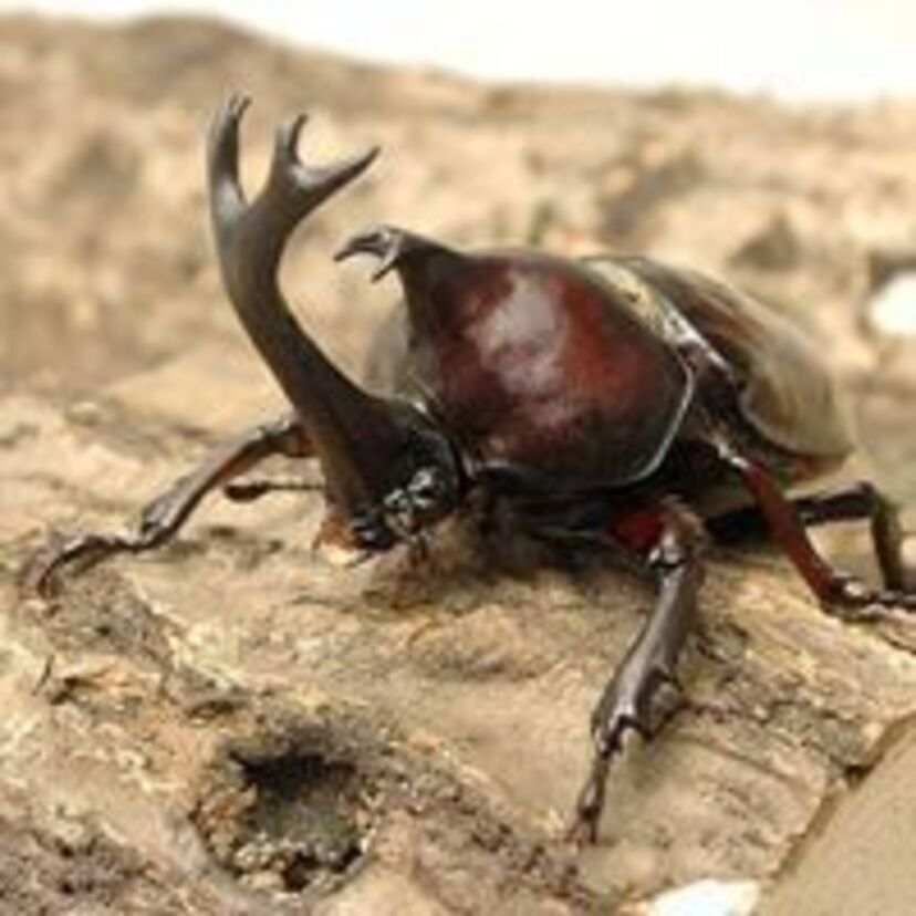 【子供の頃の思い出】カブトムシとクワガタ、どっちが好きだった？「カブトムシ派 V.S. クワガタ派」