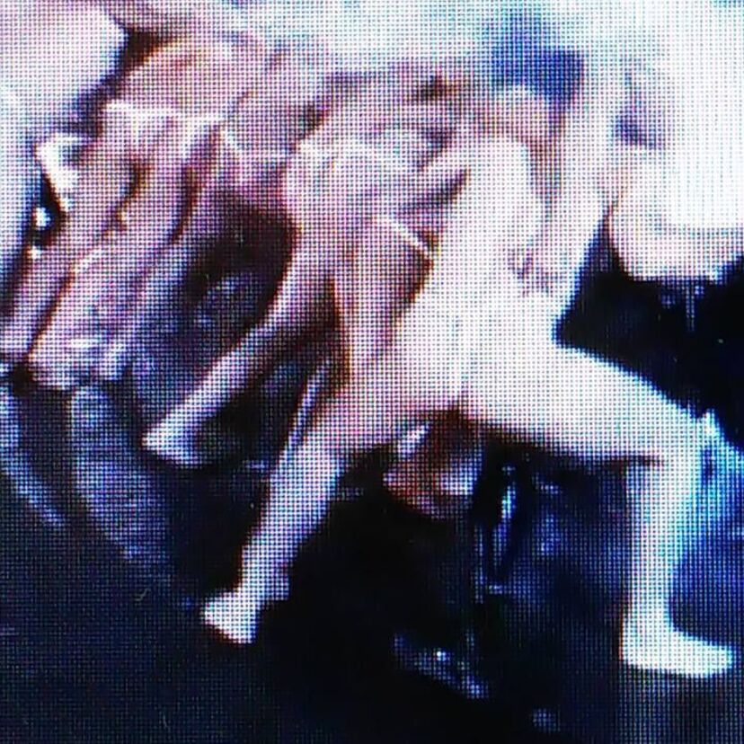 【南の赤フンドシ、北の白フンドシ】忠犬ハチ公のふるさとに伝わる、男衆たちの白フンドシ祭り！