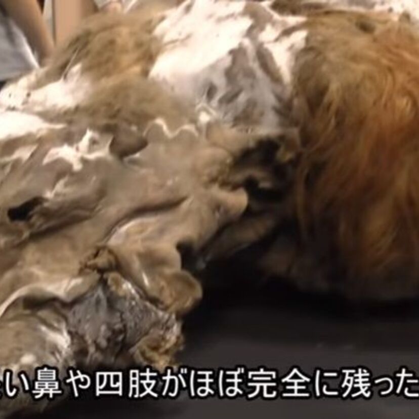 マンモスが蘇る？ところで「はじめ人間ギャートルズ」のマンモス肉ってどんなだっけ？