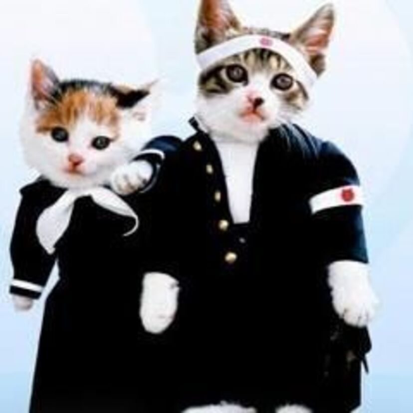 今見ても超かわいい！！懐かしの「なめ猫」
