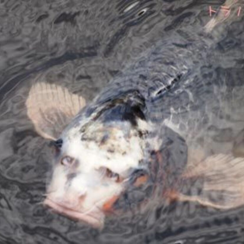 【人面魚ブーム】都市伝説系あやかり商法多数出現!人面犬、猫面魚、シーマン、饅頭、他