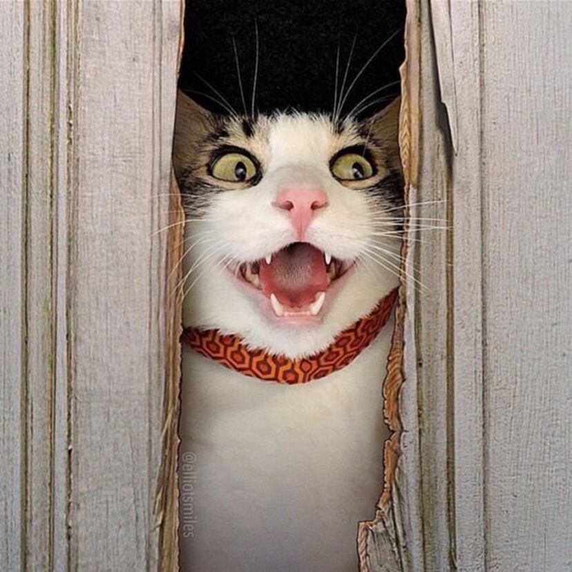 完全に一致！？ホラー映画「シャイニング」の例のシーンそっくりの猫が登場！！