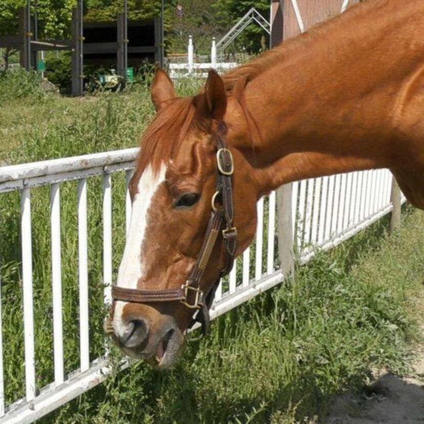 【訃報】ミホノブルボンらとともに90年代前半の競馬を盛り上げた「ウィッシュドリーム」が死亡。