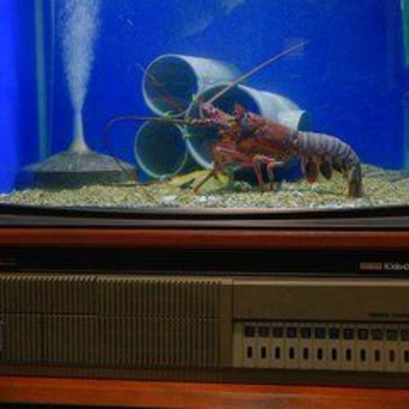 【話題】昭和レトロなブラウン管テレビを「水槽」として再利用している人が出現！