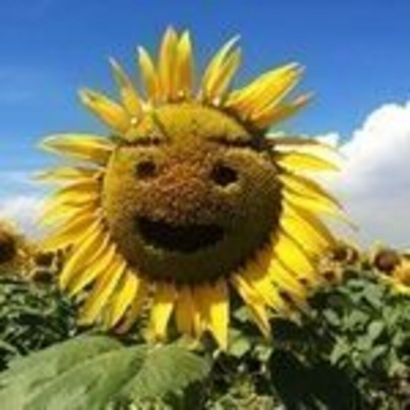 【子供たちの夏休みの宿題】宿題代行、十数業者に注文次々ってどういうこと??