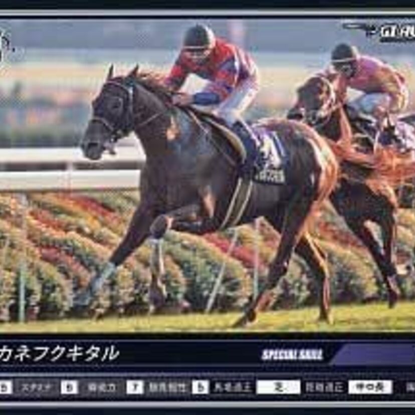 菊の舞台でも福が来た！刹那の輝きを見せた馬  マチカネフクキタル