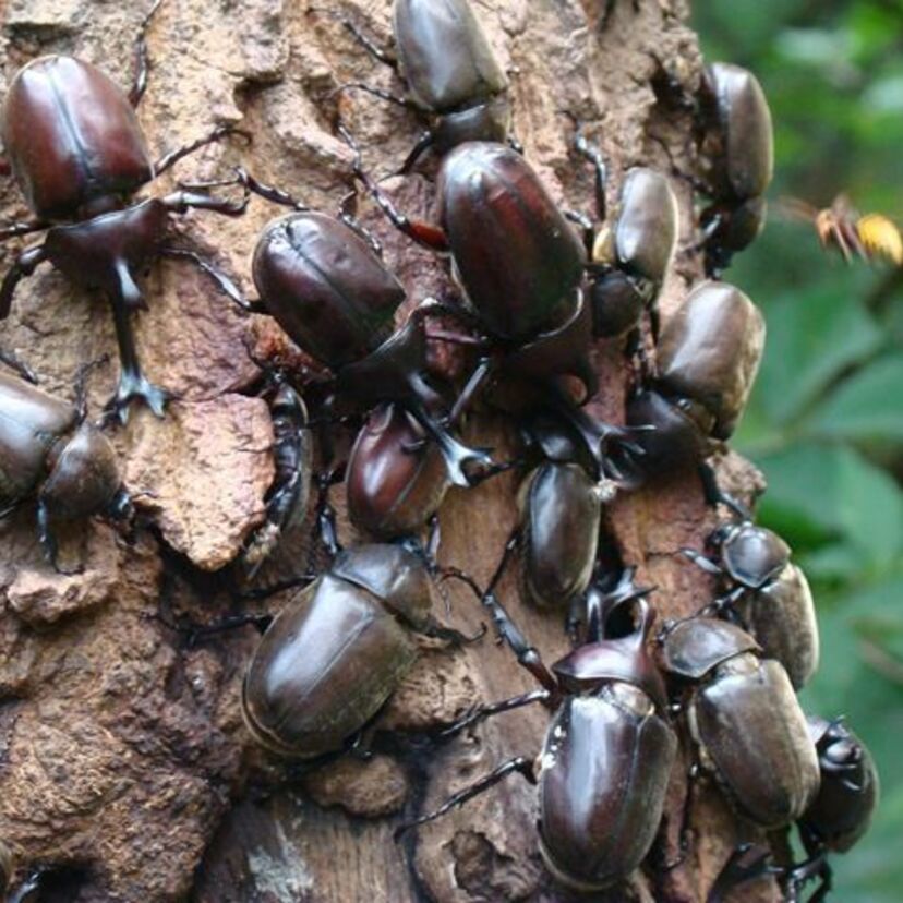 懐かしい！昆虫採集。みんながやったカブトムシ＆クワガタ、トンボ、バッタ、セミ、カマキリ取りなどのまとめ