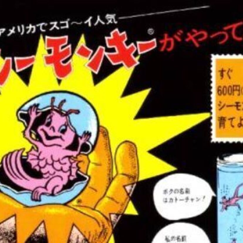 ミドル世代が子供の頃に夢中になった！謎の生物「シーモンキー」！！