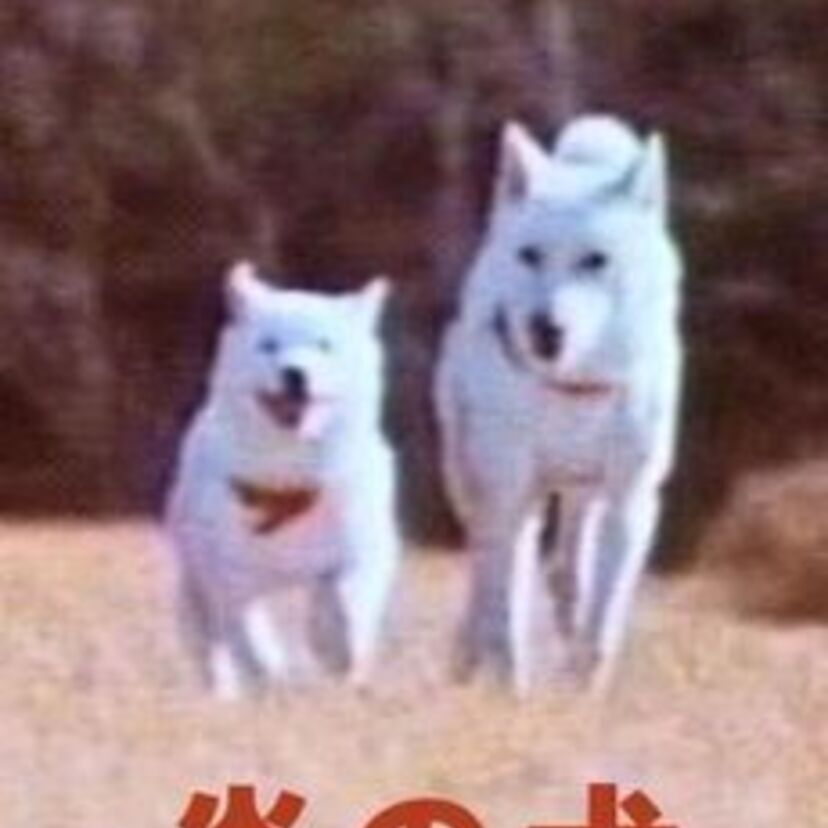 【炎の犬】を覚えていますか？