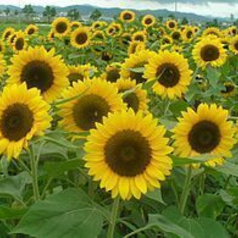 懐かしいなと感じる「夏の音」特集
