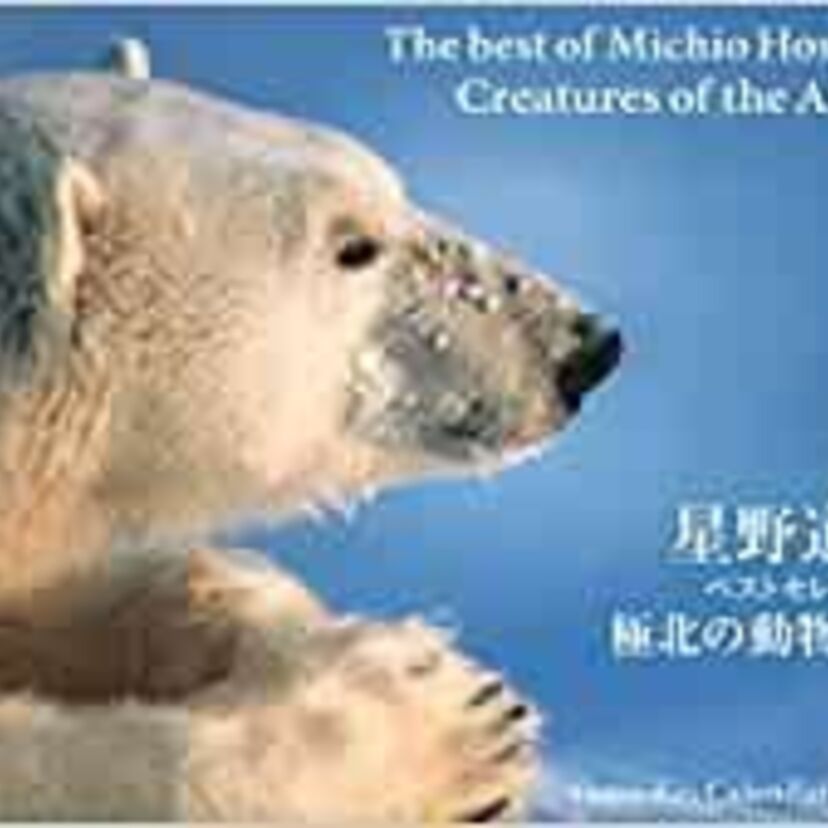 人気番組のロケ中にヒグマの襲撃にあってしまった悲劇の写真家・星野道夫とは？