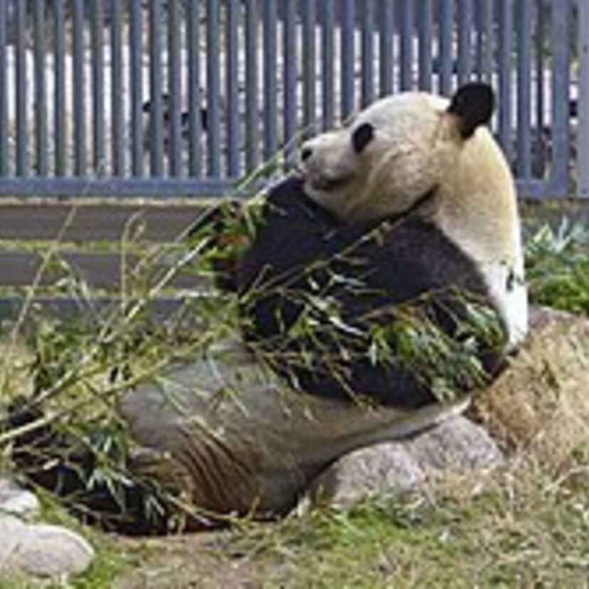 日本中を魅了!中国から来日(上野動物園)したパンダまとめ