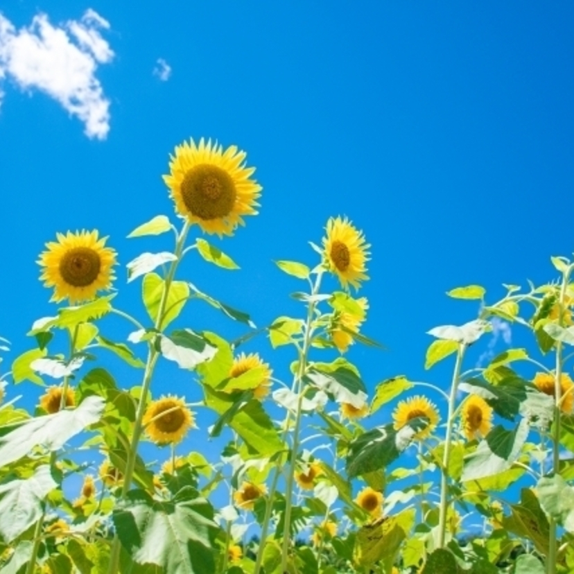 昔よりも夏は暑くなっているのか？昭和から令和の夏を比較してみた！