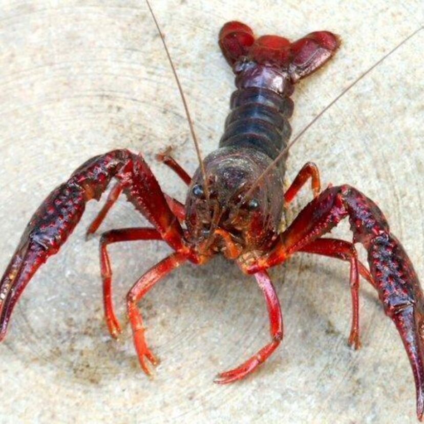 【ザリガニ釣り】ザリガニ釣る時のエサって人によって違いましたよね!