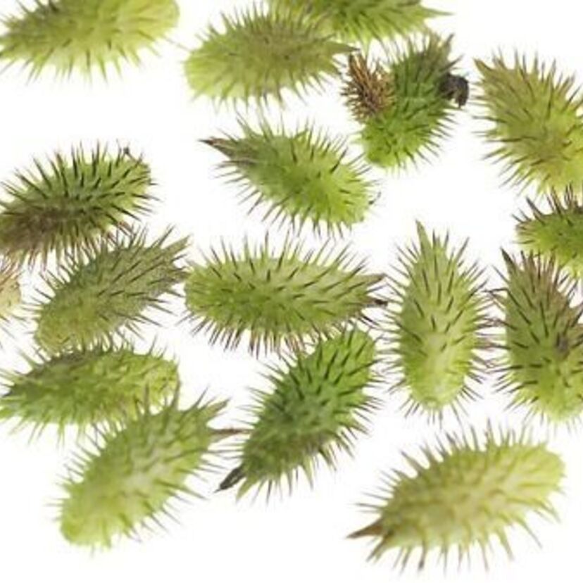 みんなで投げて遊んだ「オナモミ」（通称：ひっつき虫・くっつき虫）が絶滅しそう