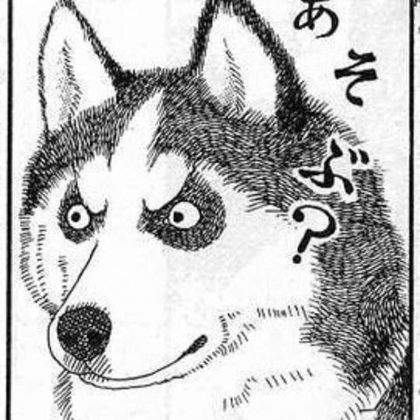 今読んでも、笑って癒される『動物のお医者さん』！世にハスキー犬と獣医学部の名を知らしめた珠玉マンガです！