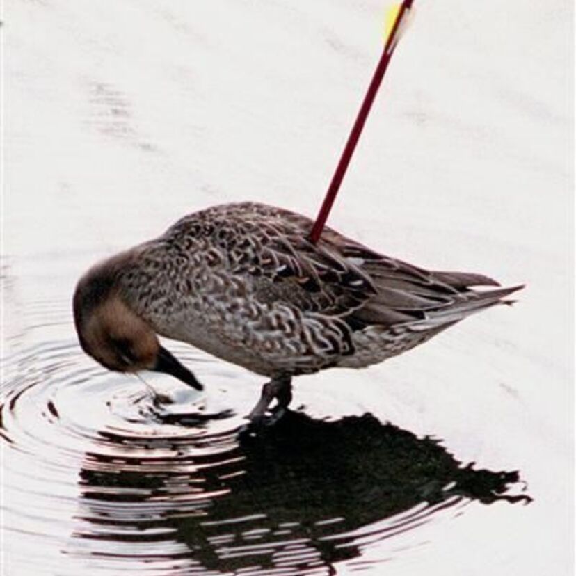 1993年、矢の刺さった鴨が発見され騒動となった「矢ガモ」事件