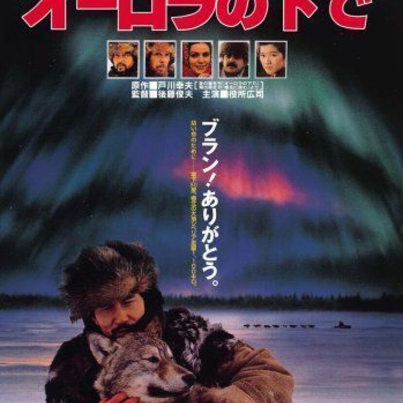 日露合作映画『オーロラの下で』人間とオオカミ犬の絆がすべてを凍らせる酷寒のシベリアの地に挑む感動巨編