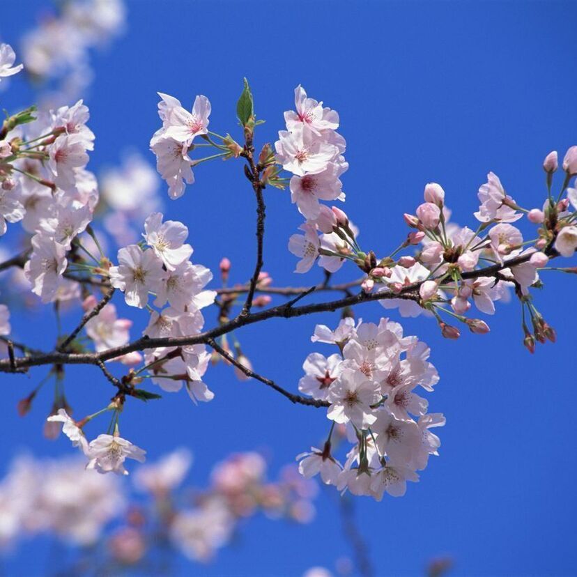 桜は桜では？日本人がもっとも愛する花の一つ「桜（サクラ）」という単語の由来