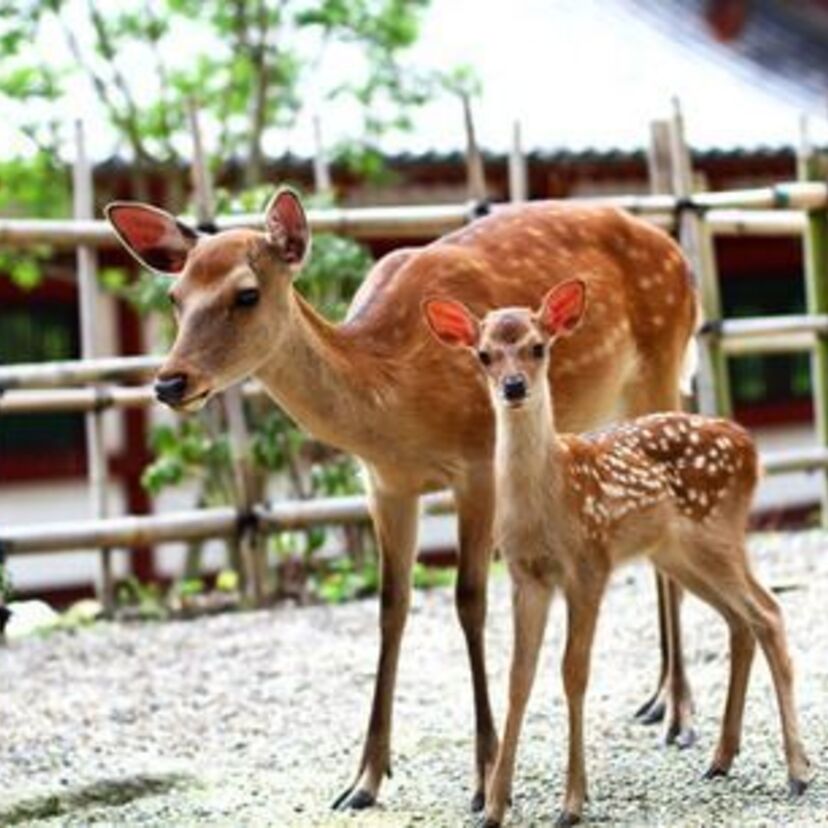 ”ふんふんふ～ん 黒豆よ♪”奈良の鹿にも由来アリ、なんと遠く茨城からやってきた？