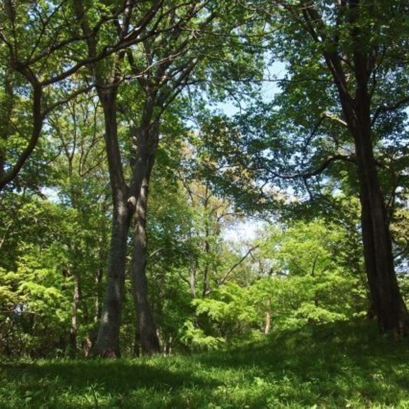 子供の頃平気だった昆虫たち、大人になると触れなくなる人が多いのはなぜ？